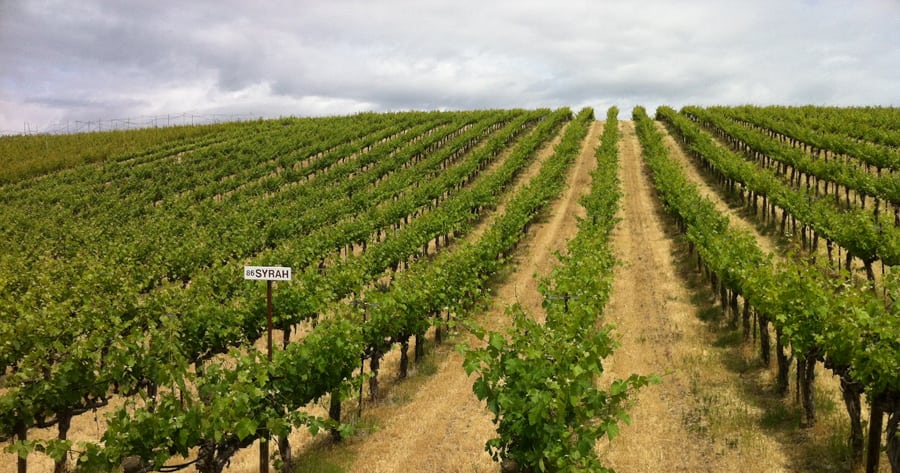 Washington state vineyard