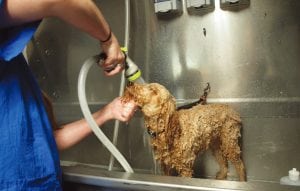 Sadie gets a wash and trim inside a Mobile Pet Works van. Her owner Jeanette Yarger of Richland has used the service since May 2016. The growing mobile pet grooming business owned by Eric and Jalyn Calaway opened two years ago and boasts about 500 clients.