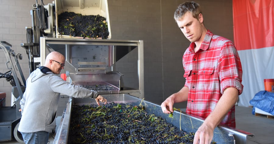 Washington State University viticulture and enology student Connor Eck and WSU Associate Professor of Wine Chemistry Jim Harbertson process grapes at the Ste. Michelle Wine Estates WSU Wine Science Center. In 2017, 30 tons of grapes were used to create WSU research wines. (Courtesy of WSU Tri-Cities)
