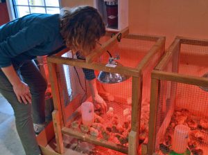 Annette Pederson of West Richland chekcs out the fluffy chicks under a heat lamp at Kennewick’s Basin Feed and Supply store.