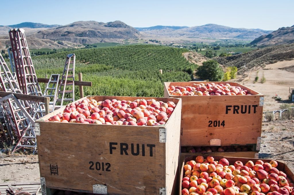 With a 2016 value of $2.39 billion, the apple crop represents nearly a quarter of the total agricultural value for the state of Washington. (Photo: Washington Apple Commission)