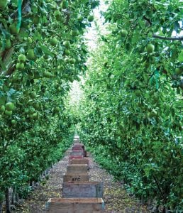 Some 1,700 growers with orchards averaging 100 acres in size make up Washington’s apple industry, contributing to the production of about 130 million, 40-pound boxes, or 10 to 12 billion individual apples, annually. (Photo: Washington Apple Commission)