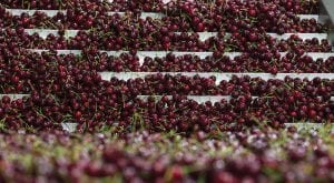 Over the next five years, Washington growers are expected to continue to produce 200,000 to 250,000 tons of fresh cherries per year. (Photo: James Michael/Northwest Cherry Growers)