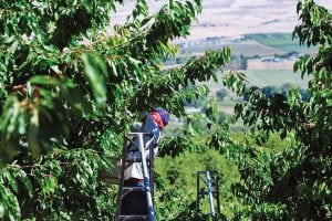 More than 96 percent of Washington farms experienced a labor disruption in 2016, according to a recent Washington Policy Center farm survey. (Photo: James Michael/Northwest Cherry Growers)