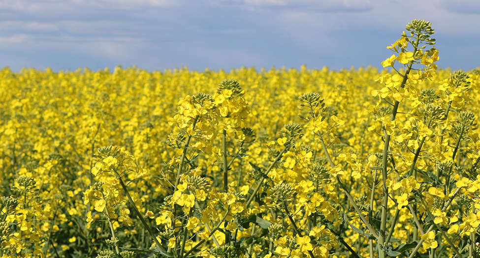 To offset the challenges presented with the sale of wheat, some farmers have begun a crop rotation with canola, which produces a vibrant yellow flower as it grows. (Photo by Karen Sowers)