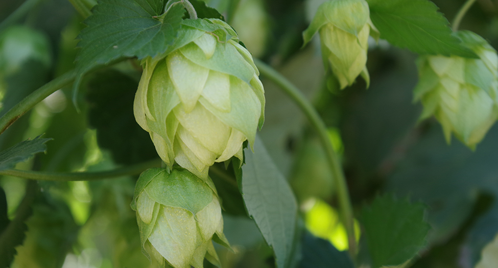 The Yakima Valley — the world’s largest producer of hops — had only a slight increase of 1 percent in hops acreage last year compared to explosive growth in previous years. (Courtesy Hop Growers of America)