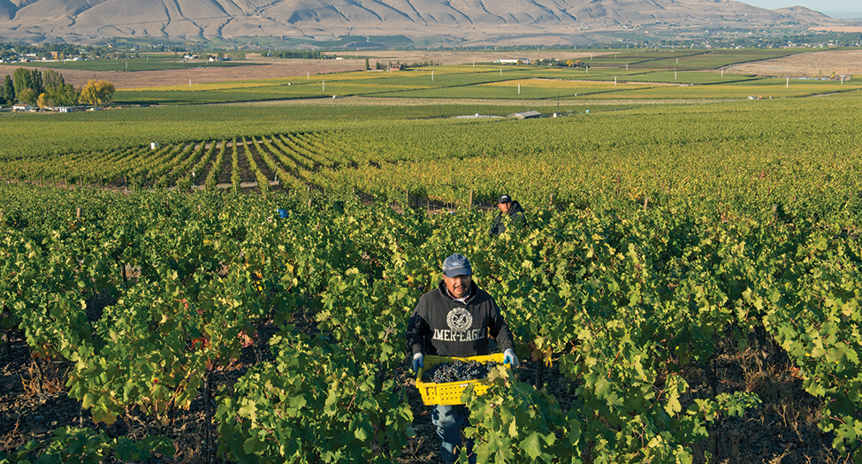 Farmers’ participation in the H-2A temporary agricultural worker program has increased 1,000 percent in 10 years, while federal funding has remained flat. A legislative advisory committee will review the budget over the next two years. (Courtesy Andréa Johnson Photography/Washington State Wine Commission)