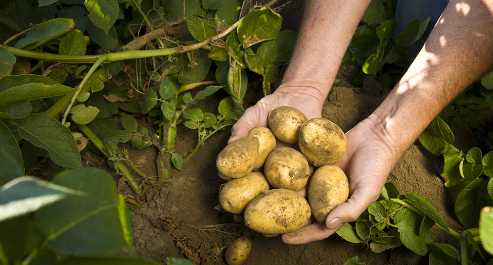 The demand for frozen potato products such as french fries and tater tots has increased so much that the Washington Potato Commission says that overseas exports have been rationed. The state’s potato farmers grew 10.5 billion pounds in 2018. (Courtesy Washington State Potato Commission)