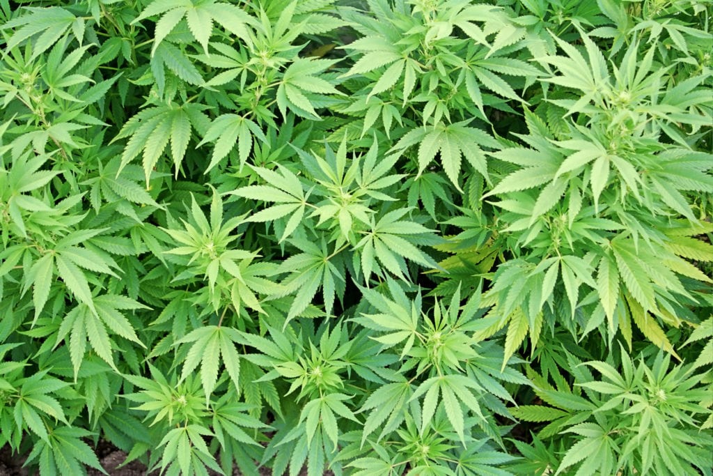 Marijuana leaves