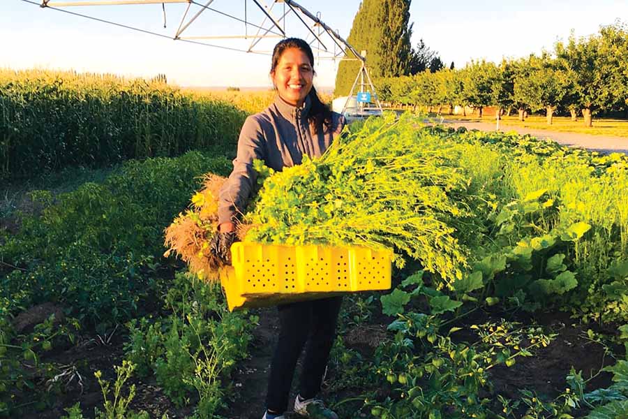 Veronica Delgado of Pasco shows off a bunch of fresh-picked organic cilantro that she sells at her storefront, 528 W. Clark St. in Pasco. She opened the store in July 2020. (Courtesy Veronica’s Fresh Produce) 