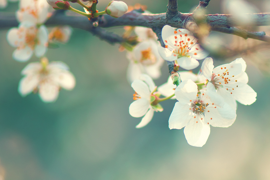 Spring blossom background. Beautiful nature scene with blooming