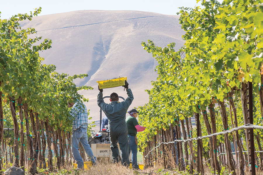 Washington wineries shipped nearly 1 million fewer cases in 2020, but the news wasn’t as bleak as it seemed. Four in 10 wineries posted growth and there were other causes for celebration as the industry worked through a wine and grape glut. (Courtesy Washington Wine Commission)