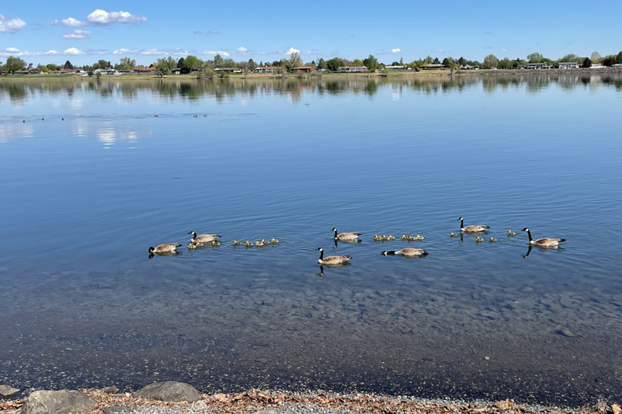 The Columbia Riverkeeper opposes new nuclear in the Hanford area, home to dozens of species of mammals, fish and of course, ducks. (File photo)