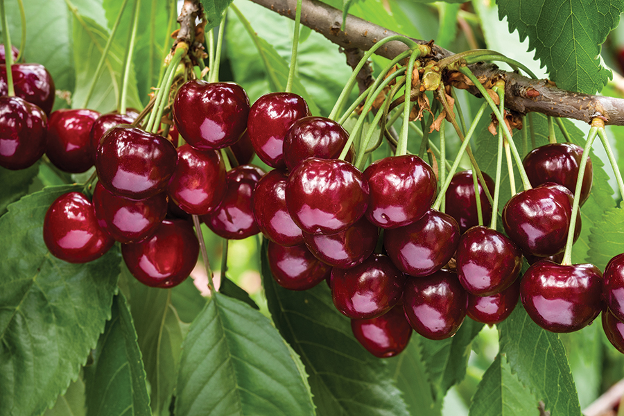 Great harvest of ripe red cherries on a tree branch. Selective f