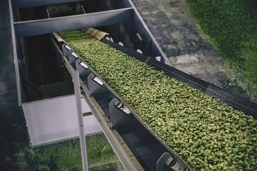 When the bines are stripped of the cones, the leaves come off as well. The hops and leaves are processed through a number of belts, where gravity separates them, ensuring bales are packed with hops.  (Courtesy Hop Growers of America)