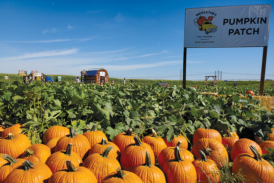 Fields laden with pumpkins attract thousands of visitors to Tri-City area farms this time of year when agritourism peaks with farmers markets, u-pick produce and fall festivals. (Photo by Laura Kostad)