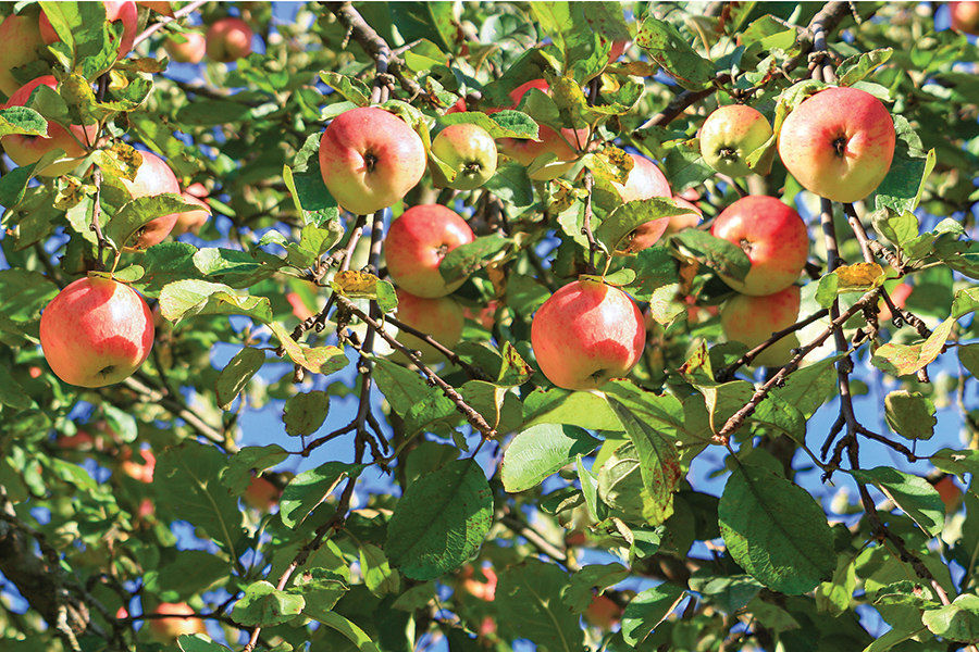 crop of red ripe apples on an apple-tree in garden. harvesting fruits apples in  orchard,panorama. panoramic view